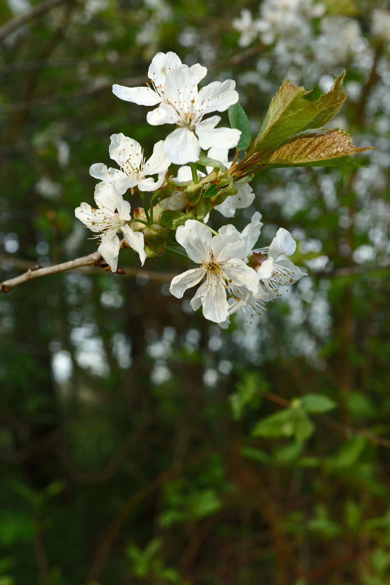 Close-up photo of a small blooming tree branch with fresh leaves. The blossoms are white in colour.