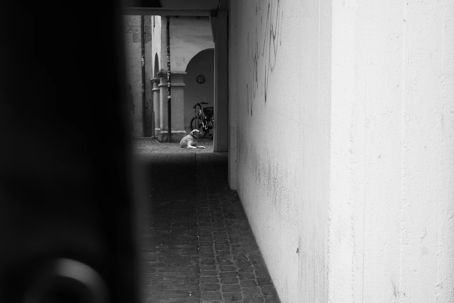 Small alley with a dog at the end eager watching something.