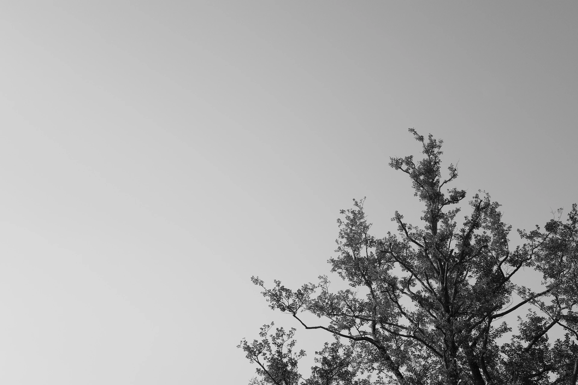Most of the photo just shows the sky. But in the bottom right is a part of the crown of a tree.