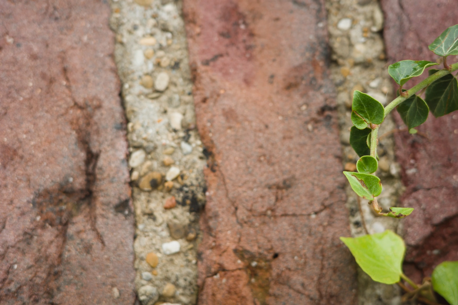 A small ivy branch on top of old red bricks.