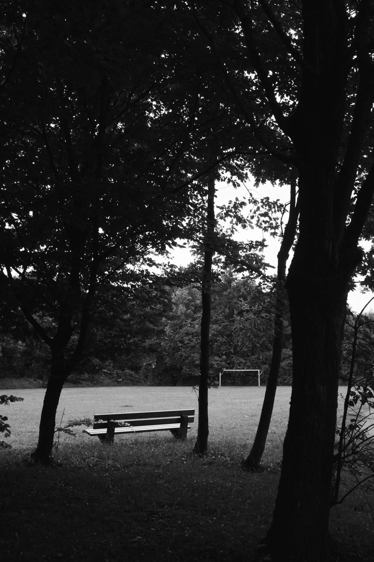 Black and white photo of a few tree trunks with a bench between two of them and a goal in the distance between another set of trunks.