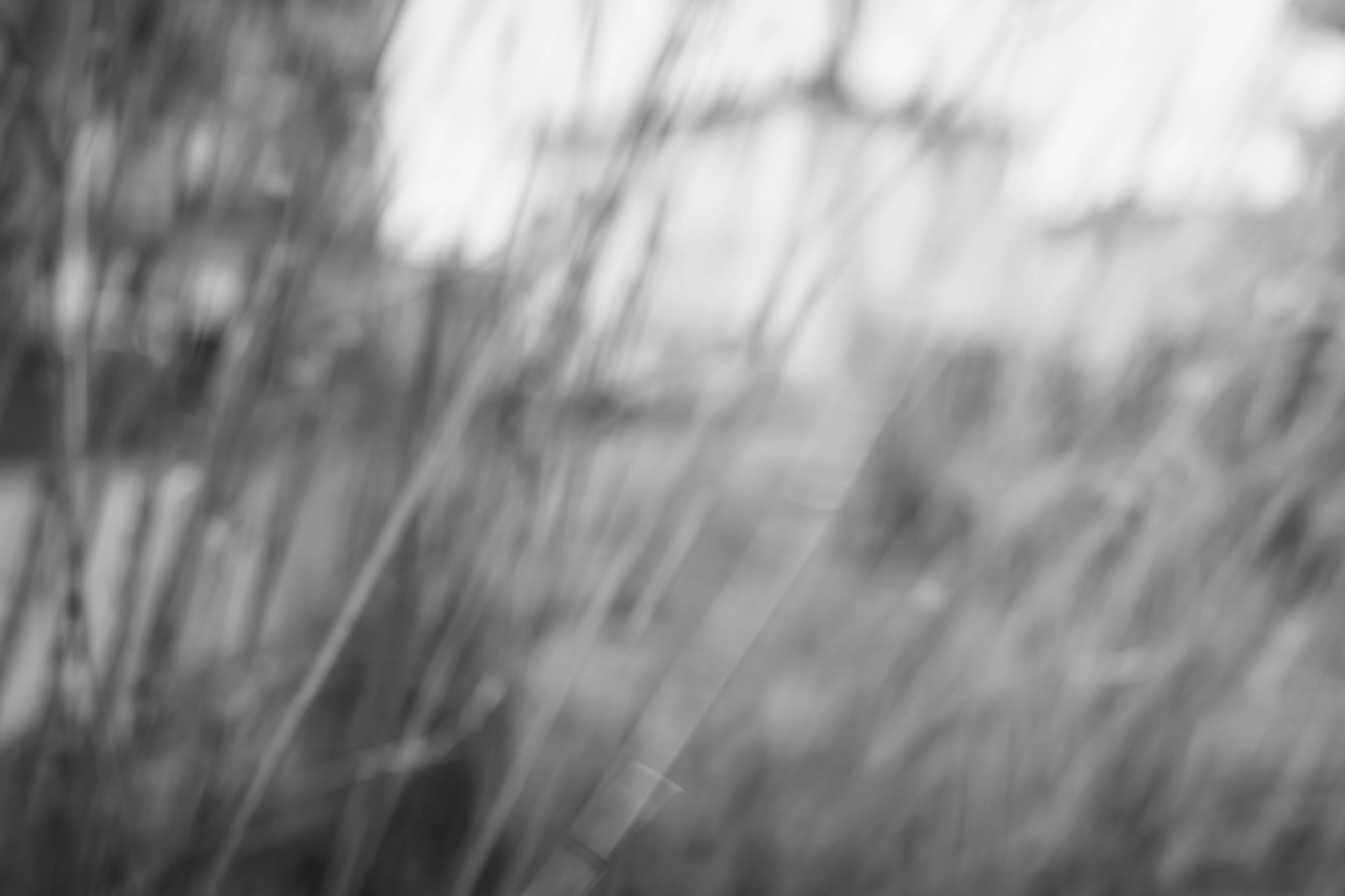 Abstract picture of high grass during the wind. The object is very blurred due to the wind and the slow shutter speed.
