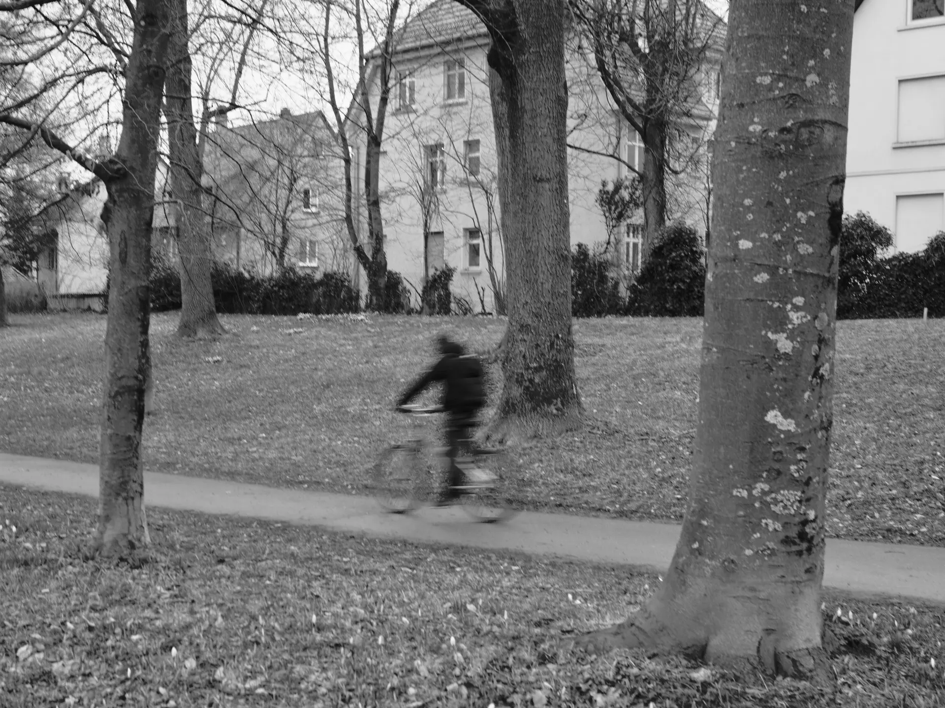 Picture of a park with many trees and a cycle path leading between them. A cyclist driving by, heavily blurred due to the slow shutter speed.