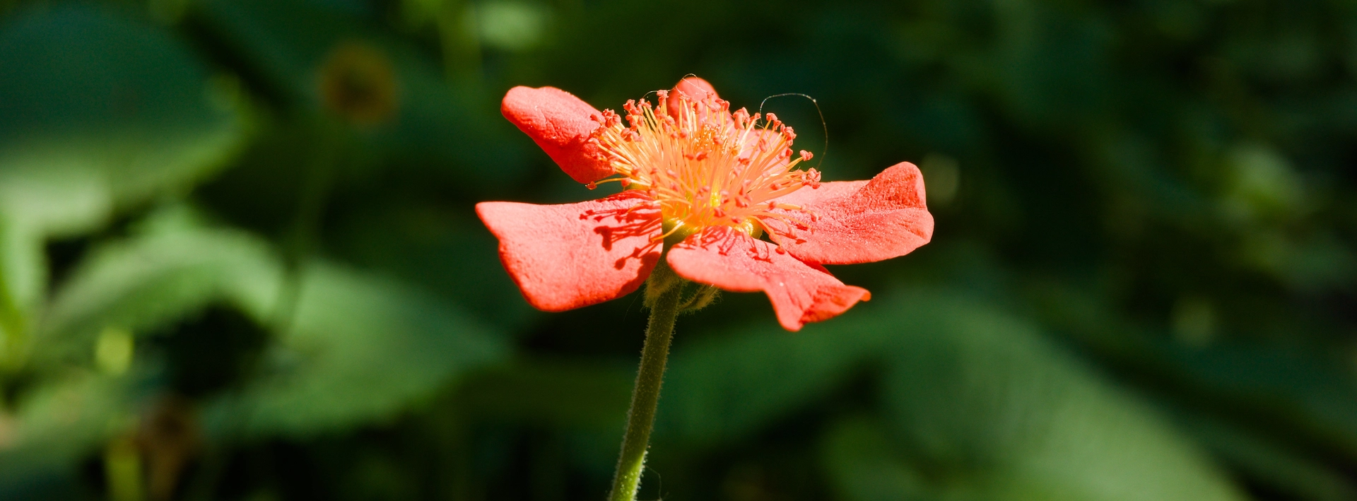 Close up shot of a red blooming Geum flower head.