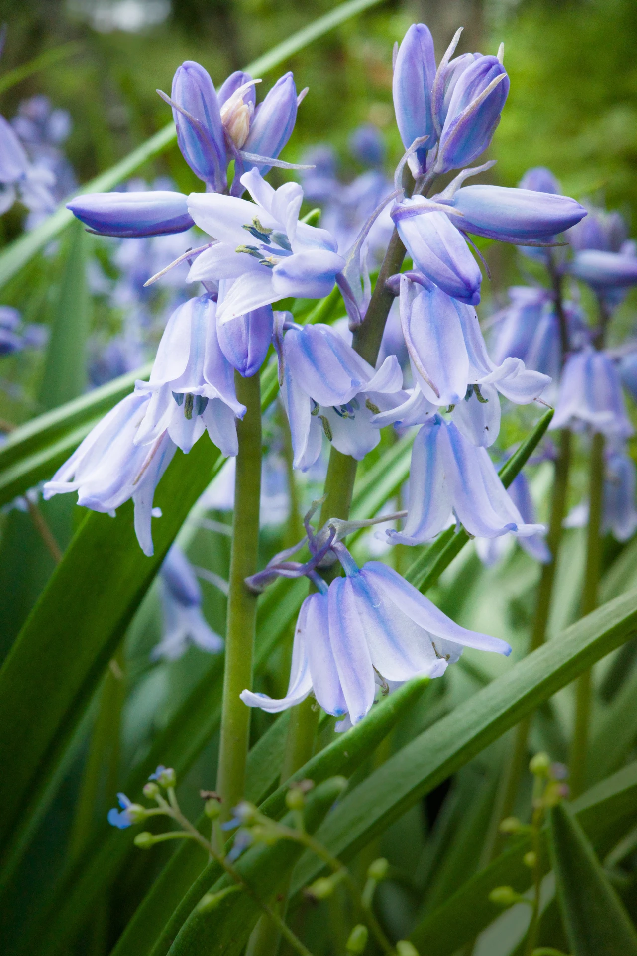 Close up shot of a blooming hyacinthoides.