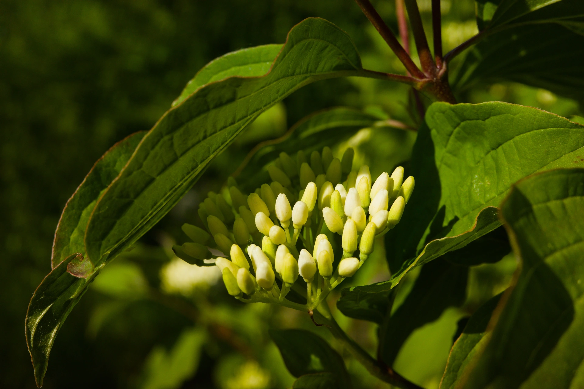 Close up shot of a dogwood plant currently sunlit but perhaps mostly shaded by a leaf directly above.